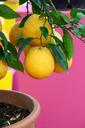 lemons-lemon-tree-yellow-still-life-1405460.jpg