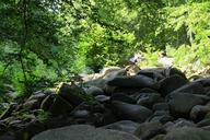 forest-quarry-rock-s-boulders-853239.jpg