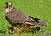 falcon-wildpark-poing-prey-access-1329522.jpg