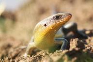 lizard-reptiles-lizards-paddy-579178.jpg