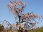 beijing-cherry-blossom-831959.jpg