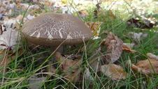 mushroom-autumn-nature-meadow-1035412.jpg