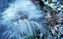 thistle-weed-meadow-nature-spikes-840411.jpg