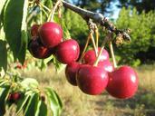 cherries-tree-red-140767.jpg