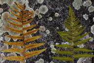 ferns-background-concrete-weave-1525074.jpg