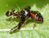 spiders-synema-globosum-prey-764549.jpg