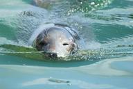 seal-phoca-vitulina-robbe-dog-seal-874394.jpg