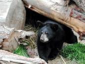 Black bear in cave.jpg