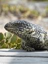 lizard-blue-tongue-shingleback-526453.jpg