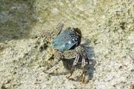 crab-ocean-life-sea-animal-marine-795979.jpg