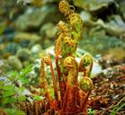 fern-sprout-green-bright-pond-fern-1369461.jpg