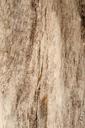 wood-grain-texture-panel-timber-1305381.jpg