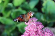 peacock-butterfly-butterfly-blossom-453927.jpg