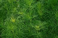 green-nature-grass-floral-spring-547496.jpg