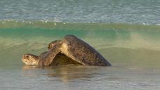 turtles-mating-sea-nature-shell-681698.jpg