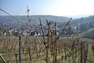 vineyards-vines-wine-grapes-259081.jpg