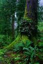 Ferns grow on an old growth tree jungle scenic.jpg