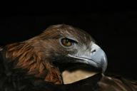 adler-raptor-bird-of-prey-802482.jpg