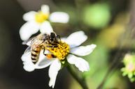 bee-pollen-flower-macro-803828.jpg