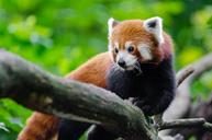 Red Panda (29633113412).jpg