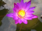 purple-lily-purple-flower-flower-218281.jpg