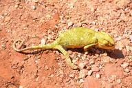 chameleon-reptile-africa-animals-1016048.jpg