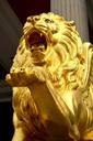 animals-golden-lion-lion-gold-215872.jpg