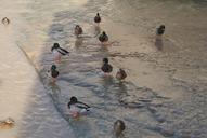 duck-water-river-nature-birds-543152.jpg