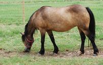 farm-horse-mule-pack-animal-200032.jpg