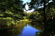 swamp-water-landscape-reflection-1652046.jpg