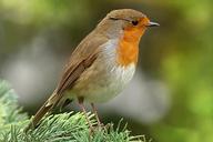 robin-erithacus-rubecula-bird-1269678.jpg