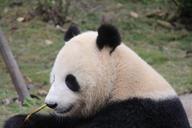 panda-panda-bear-eat-chucks-relax-1236878.jpg