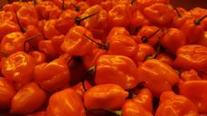 habanero-habanero-peppers-chiles-1386345.jpg