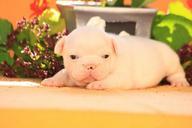 puppy-dog-bulldog-633808.jpg