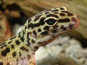 gecko-eublepharis-gekon%C4%8D%C3%ADk-head-591291.jpg