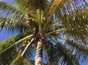 palm-florida-tree-tropical-nature-598943.jpg