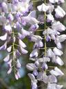 wisteria-bloom-purple-flower-white-1295587.jpg