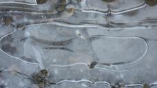 ice-frozen-puddle-cold-winter-598540.jpg