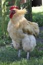 animals-rooster-springs-proud-139505.jpg