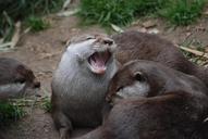 otter-close-up-whiskers-cute-fur-342171.jpg