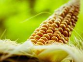 corn-corn-on-the-cob-eat-949076.jpg