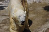 polar-bear-841154.jpg