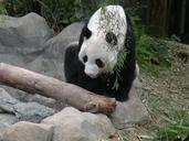 panda-river-safari-singapore-animal-665192.jpg