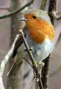 robin-european-robin-534826.jpg