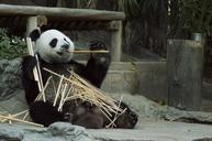 panda-cub-wildlife-zoo-cute-china-1203101.jpg