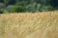 barley-cereal-agriculture-1479426.jpg