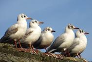 seagulls-birds-animals-500117.jpg