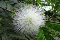 powder-puff-flower-flora-white-452696.jpg