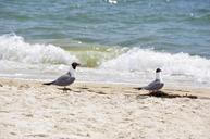 seagulls-birds-oceans-water-sea-465615.jpg