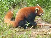 red-panda-panda-bear-zoo-nature-317987.jpg